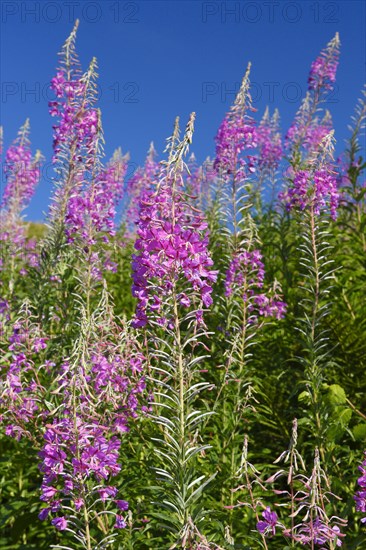 Narrow-leaved willowherb