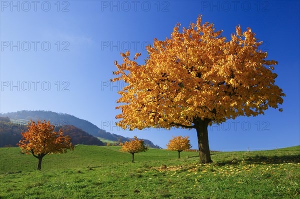 Cherry trees in autumn
