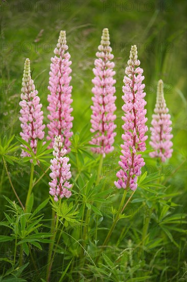 Multileaved lupin