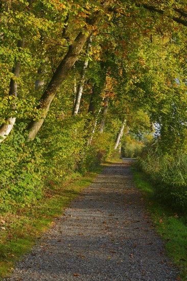 Forest path at the Pfaeffikersee