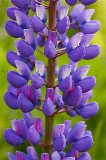 Multileaved lupin