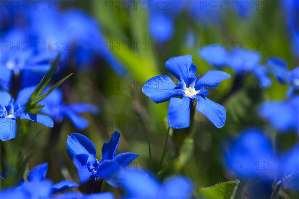 Spring Gentian