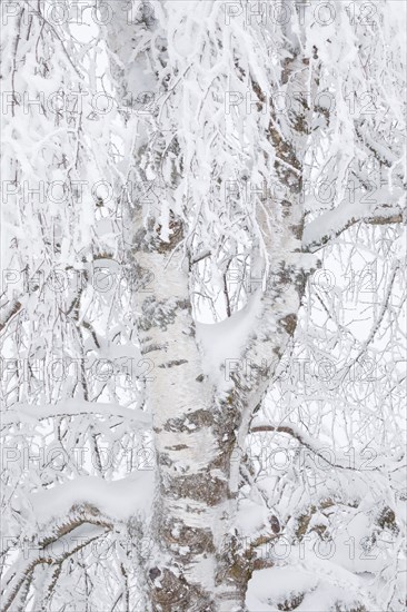 Birch with hoarfrost