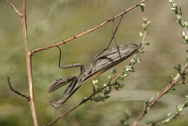 European mantis