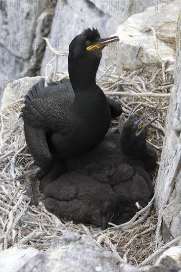 Cormorant