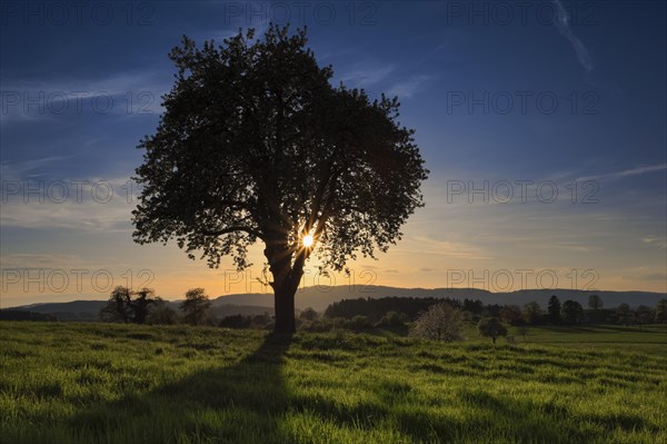 Pear tree