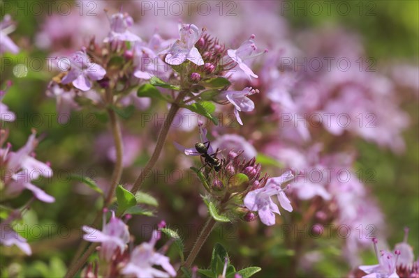 Wild thyme