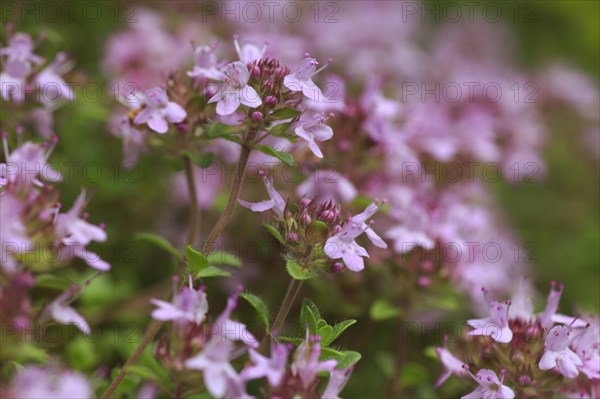 Wild thyme