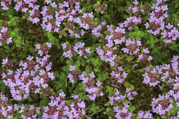 Wild thyme