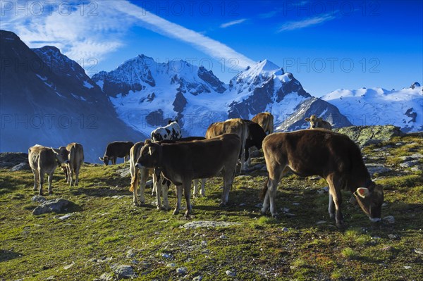 Cattle in the Upper Engadine