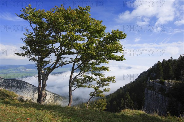 Grove of trees at Creux du Van