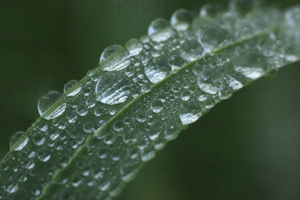 Blade of grass with dew drops