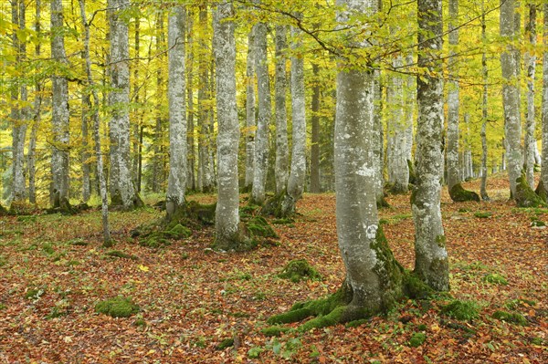 Beech forest in autumn