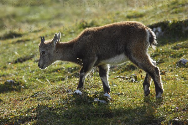 Alpine ibex