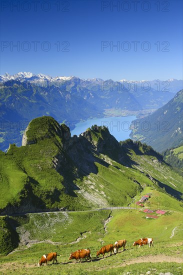 View from the Brienzer Rothorn