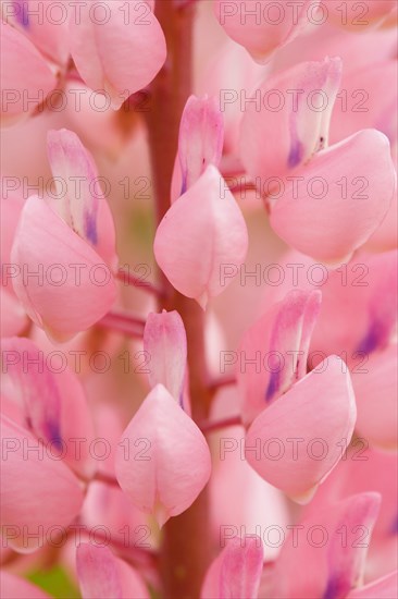 Multileaved lupin