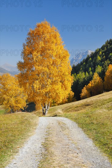 Country lane in the Lower Engadine