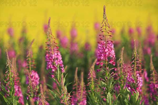 Narrow-leaved willowherb