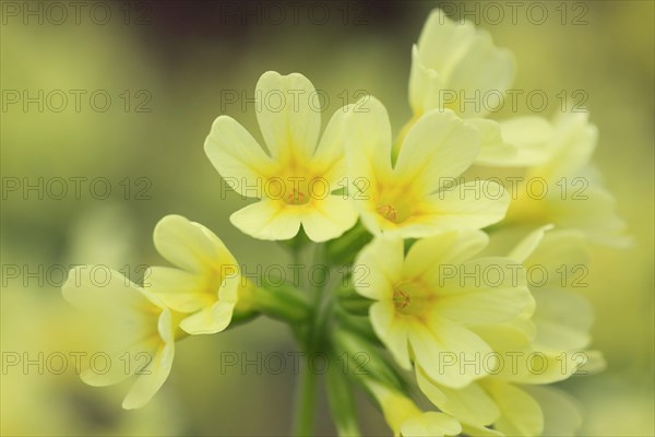 Common cowslip