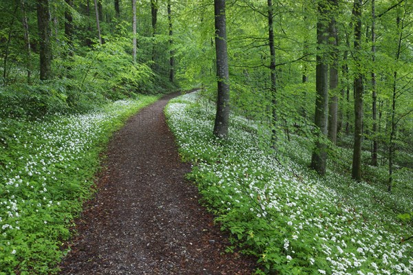 Deciduous forest with blooming wild garlic in spring