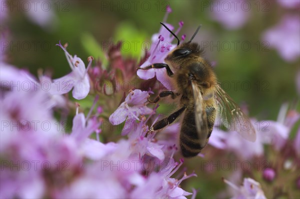 Wild thyme