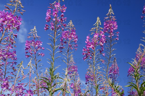 Narrow-leaved willowherb