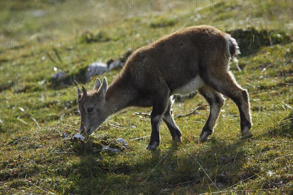 Alpine ibex