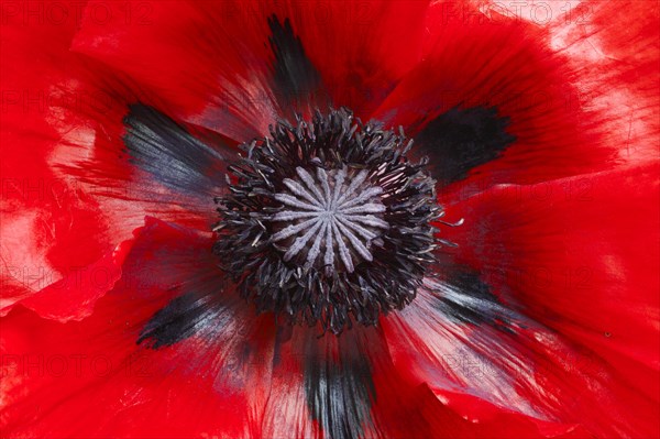 Turkish poppy