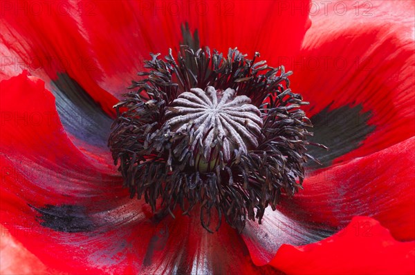 Turkish poppy