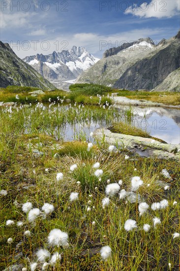 Swiss Alps