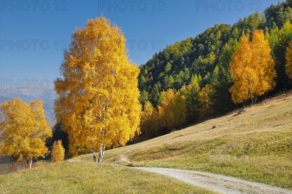 Country lane in the Lower Engadine