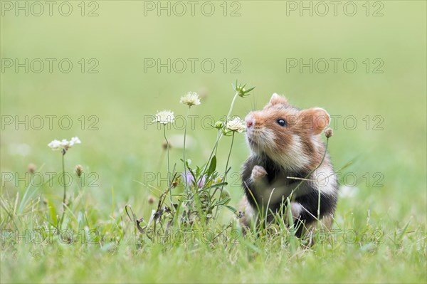 European hamster