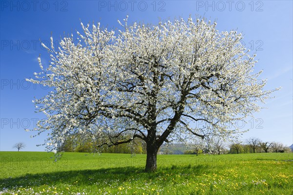 Pear tree in spring