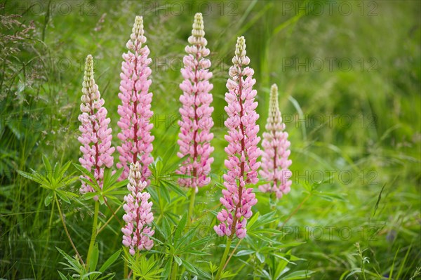 Multileaved lupin