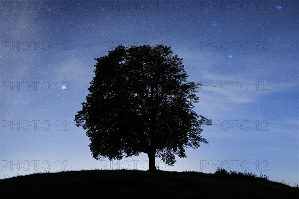 Lime tree under starry sky