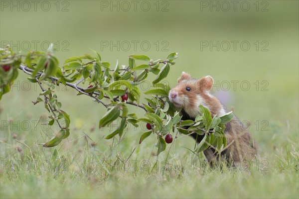 European hamster