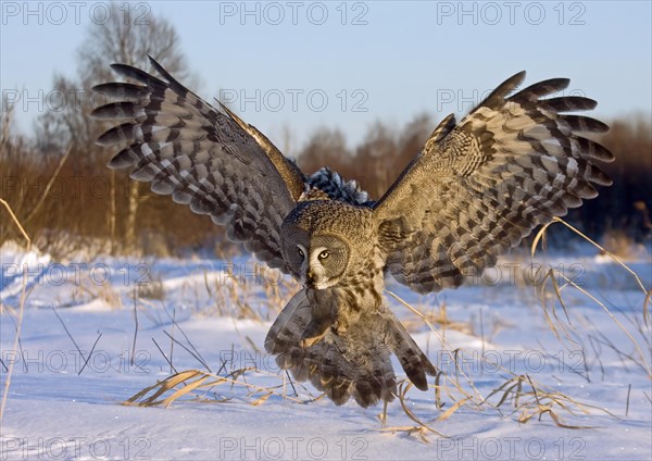 Great Grey Owl