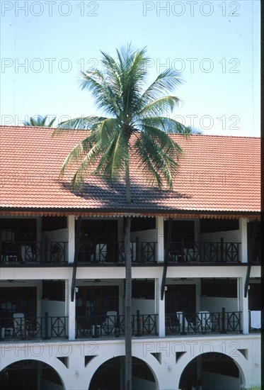 Palm tree growing through a house roof