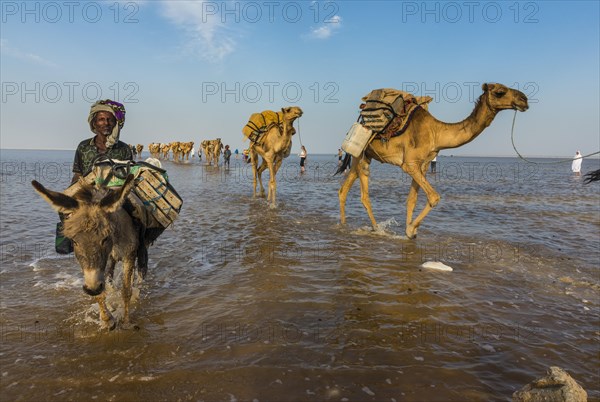 Camels loaded with rock salt plates walk through a salt lake