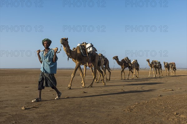 Camel caravan in the desert