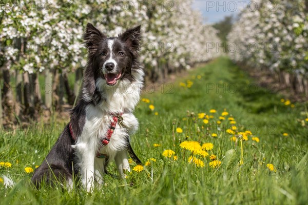 Border Collie in the old country