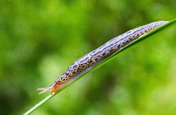 Great grey slug