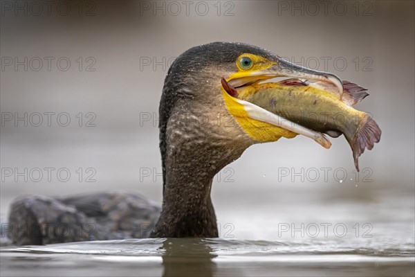 Great cormorant