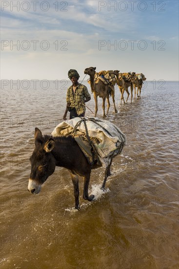 Camels and donkeys loaded with rock salt plates walk through a salt lake