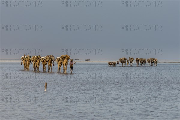 Camels loaded with rock salt plates walk through a salt lake