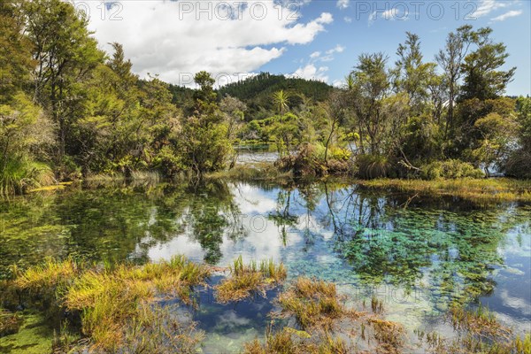 Te Waikoropupue Springs