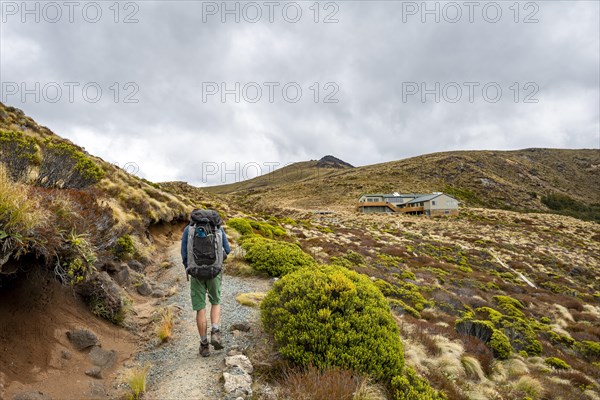 Hiker on Kepler Track