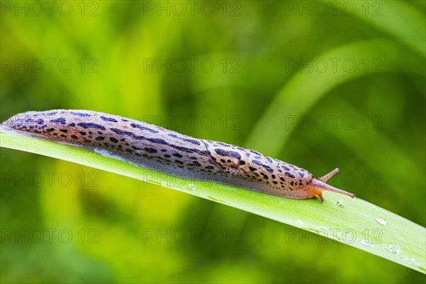 Great grey slug