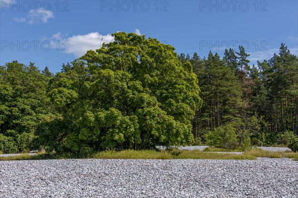 Flintstone fields on the island of Ruegen between Mukran and Prora