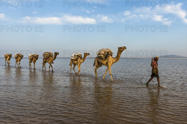 Camels loaded with rock salt plates walk through a salt lake